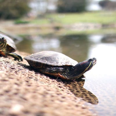 Turtle Friendly Lighting - LED Turtle Friendly Lights