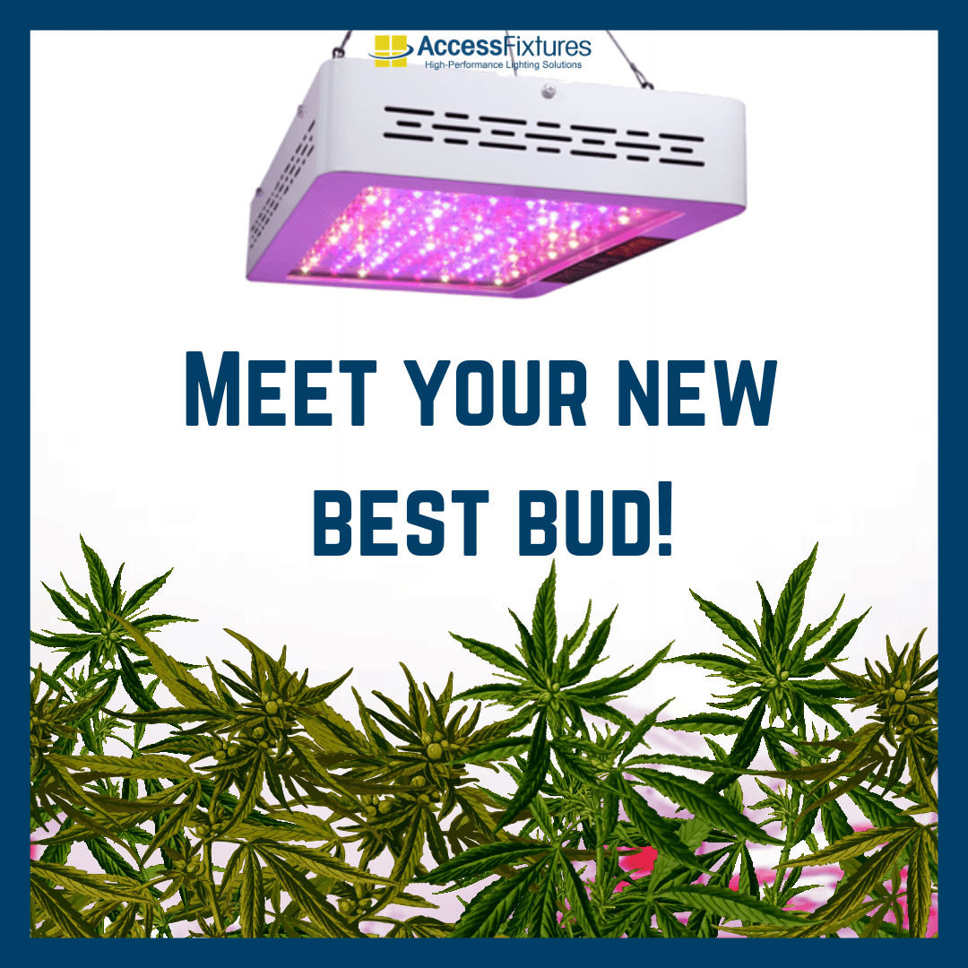 TOAK With Us: New LED Cannabis Grow Lights from Access Fixtures